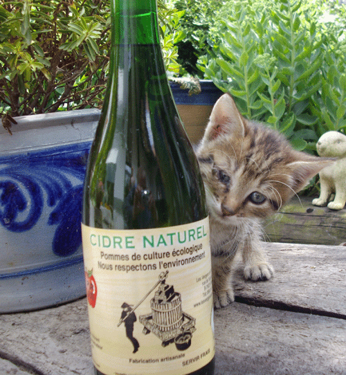cidre chat